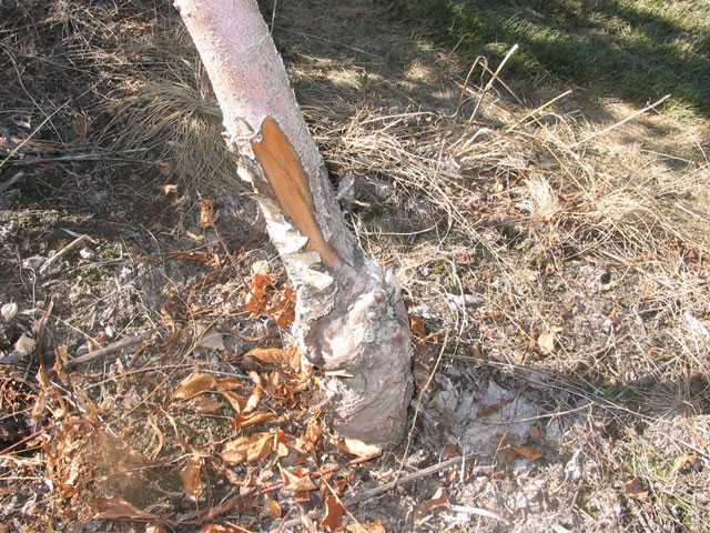 Southwest Crop Injury: An After-Effect Of A Cold Winter