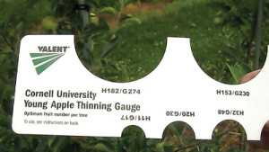 Take The Stress Out Of Thinning Apple Trees