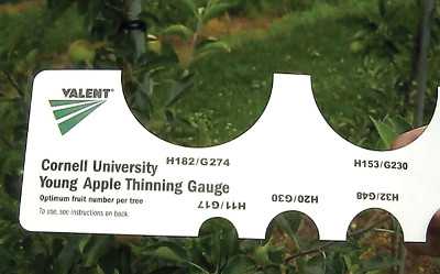 Take The Stress Out Of Thinning Apple Trees