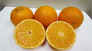 Two New Citrus Cultivars Approved By UF/IFAS