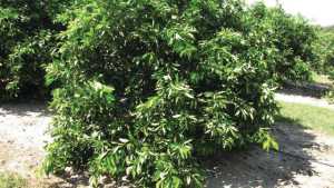 Citrus Research And Development Foundation Seeks Grower Cooperators