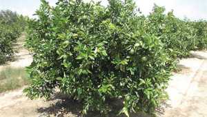 Lessons Learned Via Citrus Variety Evaluation Never End