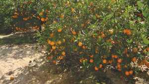 Florida Citrus Crop Forecast Update: So Far, So Good