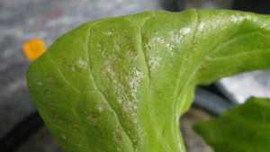 Take Lettuce Pests Head On