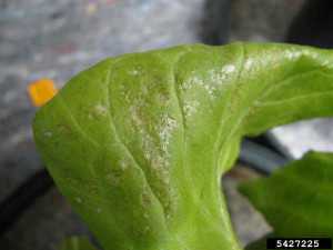 Western flower thrips on lettuce