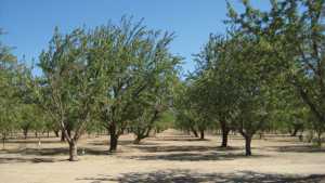 New Northern California Cooperative Extension Farm Advisor Is Off And Running