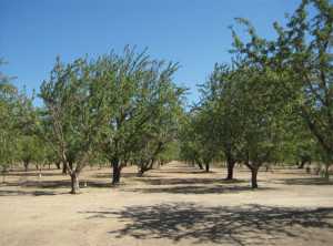 almond drought 2