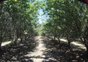 almond drought 1