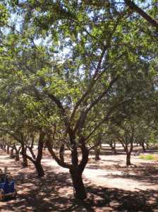 almond drought 3