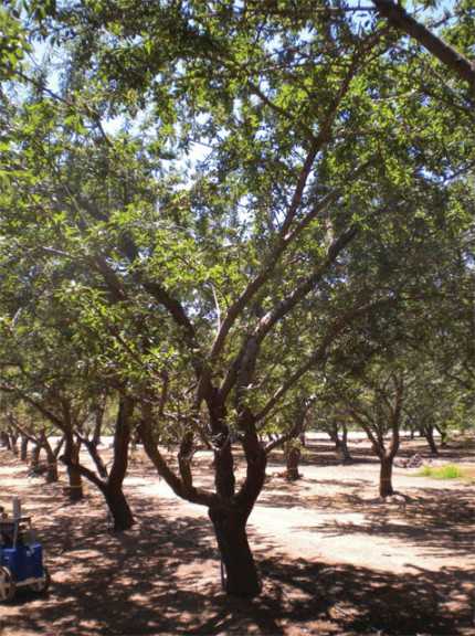 almond drought 3