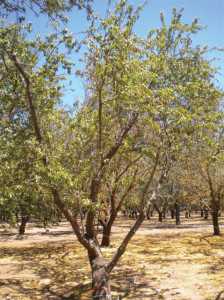 almond drought 4