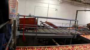 Virtual Packinghouse Tour Of BC Tree Fruits Cooperative