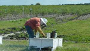 Buzzworthy Trend: Florida’s Bee Colonies Building