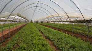 NMSU Researchers Use Protected Agriculture For Season Extension