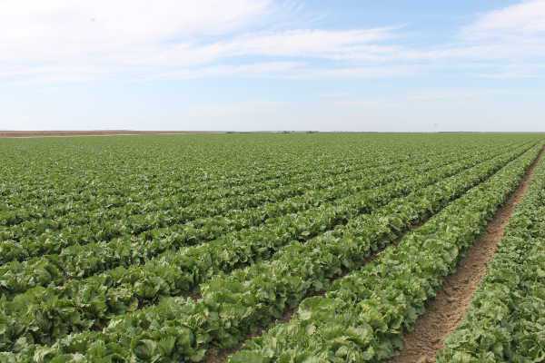 EPA Announces Voluntary Cancellation Of Certain Methomyl Uses