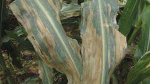 What You Need To Know About Northern Corn Leaf Blight