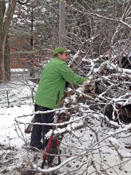 Meister Media orchard pruning 1