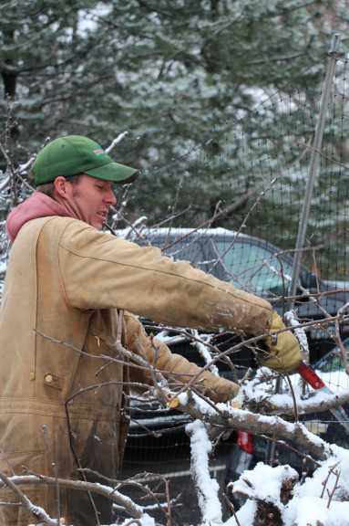 Meister Media orchard pruning 2