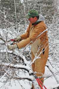 Meister Media orchard pruning 3