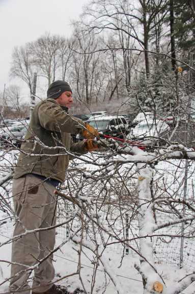 Meister Media orchard pruning 4
