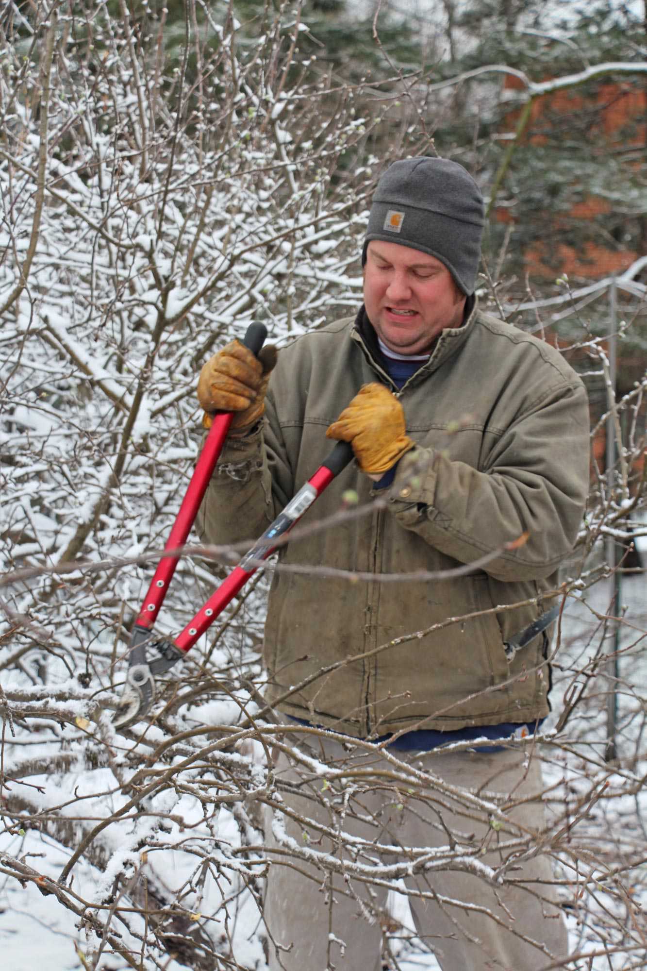 Pruning, Close To Home For American Fruit Grower [Slideshow]