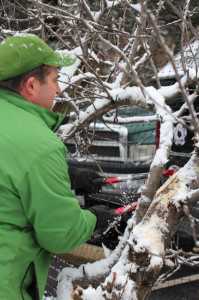 Meister Media orchard pruning 6