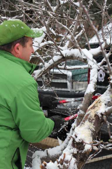 Meister Media orchard pruning 6