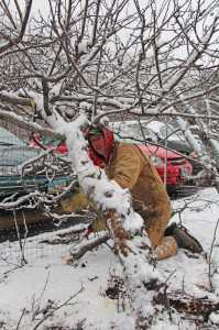 Meister Media orchard pruning 7