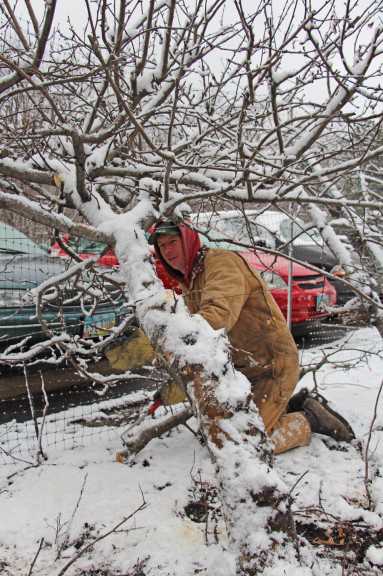 Meister Media orchard pruning 7