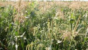Sweet Corn Growers Must Be Wary Of Annual Grasses, Resistant Species, And Emerging New Weeds