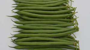 New Green Bean Variety From Seminis