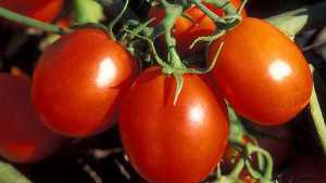 Quintec Fungicide Receives Label For Bacterial Spot Suppression In Tomatoes