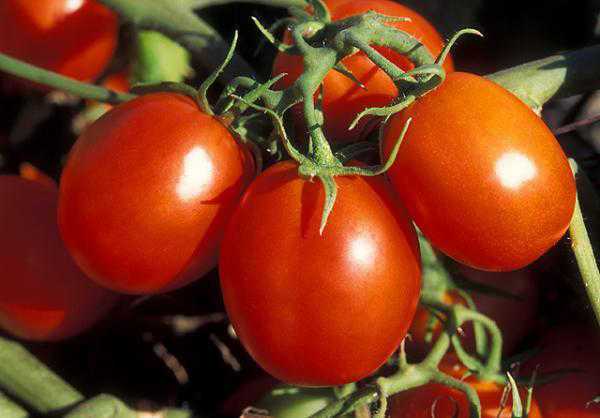 Quintec Fungicide Receives Label For Bacterial Spot Suppression In Tomatoes