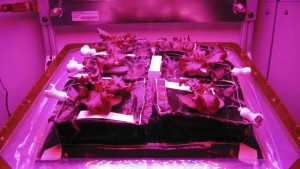 NASA’s “Veggie” Plant Growth Chamber Bound For Space