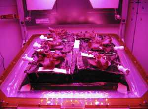 NASA Veggies