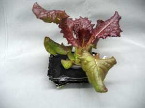 NASA Veggies