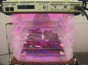 NASA Veggies