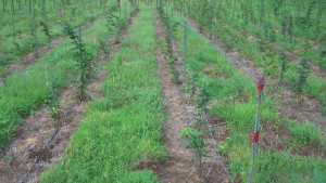 New Suppress Herbicide Gets Green Light From EPA