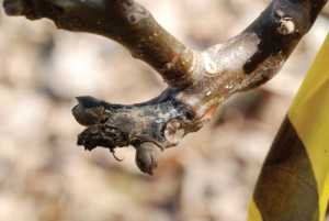 walnut canker 1