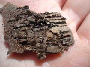 walnut canker 10