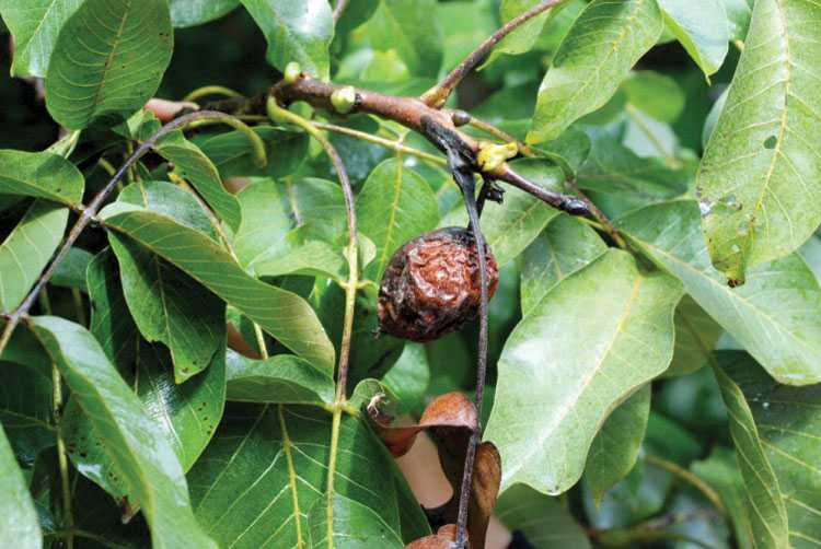 walnut canker 2
