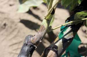walnut canker 3