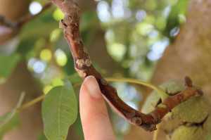 walnut canker 4