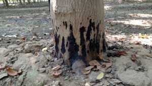 Emerging Diseases Threaten Walnuts