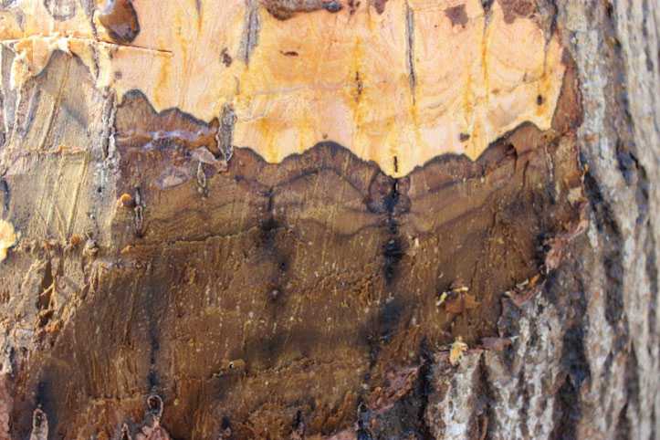 walnut canker 6