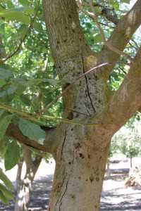walnut canker 7