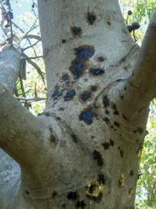 walnut canker 8