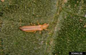 western flower thrips