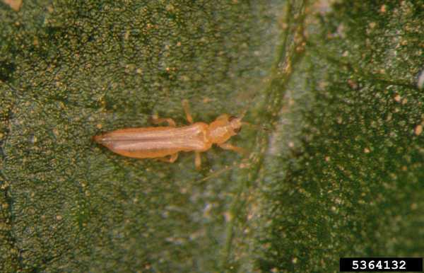 western flower thrips