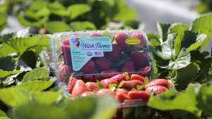 Real Estate Firm, Wish Farms Strike Large Land Deal